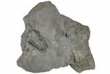Unprepared Calymene Niagarensis Trilobite - New York #198008-1